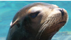 Swim with the Dolphins at Discovery Cove