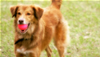 Video on new treats and toys for animals