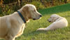 Pamper your Dog or Cat with a Stay at a Luxury Pet Hotel