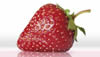 Chocolate-Dipped Strawberry Dessert Recipe